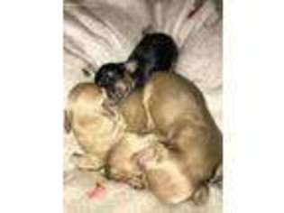 Dachshund Puppy for sale in Laurens, SC, USA