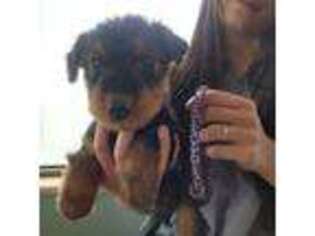 Airedale Terrier Puppy for sale in Delta, CO, USA