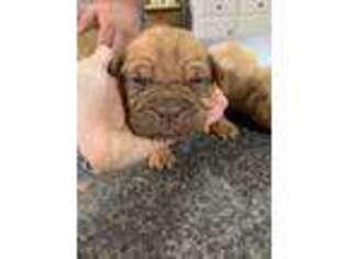 American Bull Dogue De Bordeaux Puppy for sale in Louisville, KY, USA