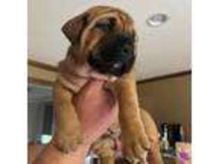 Mastiff Puppy for sale in Richboro, PA, USA