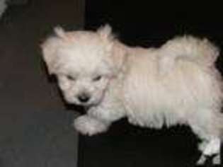 Maltese Puppy for sale in PHILADELPHIA, PA, USA