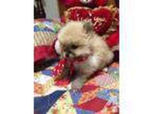 Pomeranian Puppy for sale in TERRELL, TX, USA