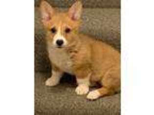 Pembroke Welsh Corgi Puppy for sale in Topeka, KS, USA