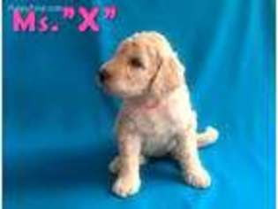Goldendoodle Puppy for sale in Brooklyn, NY, USA