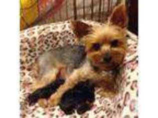 Yorkshire Terrier Puppy for sale in MESA, AZ, USA