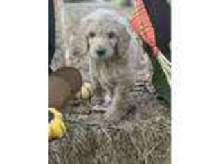 Goldendoodle Puppy for sale in Brandon, MS, USA