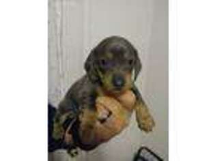 Dachshund Puppy for sale in Columbia, SC, USA