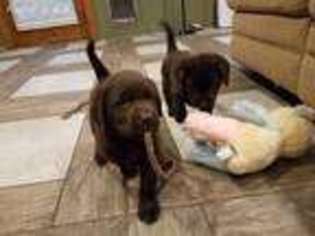 Labrador Retriever Puppy for sale in Addison, NY, USA