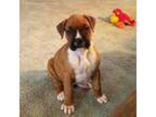 Boxer Puppy for sale in Marceline, MO, USA
