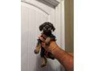 Mutt Puppy for sale in Dahlonega, GA, USA