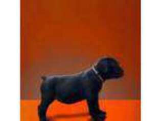 Cane Corso Puppy for sale in Turlock, CA, USA