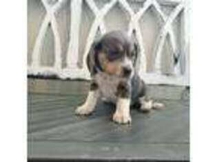 Beagle Puppy for sale in Henefer, UT, USA