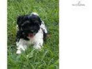 Havanese Puppy for sale in Greenville, SC, USA