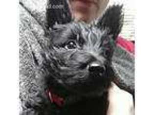 Scottish Terrier Puppy for sale in Lakewood, OH, USA