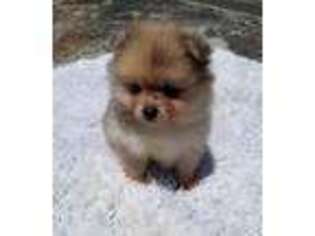 Pomeranian Puppy for sale in Mountain View, CA, USA