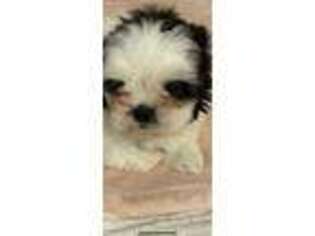 Mutt Puppy for sale in North Little Rock, AR, USA