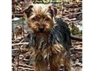 Yorkshire Terrier Puppy for sale in Iron Mountain, MI, USA