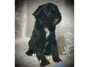 Mutt Puppy for sale in Lake Lillian, MN, USA