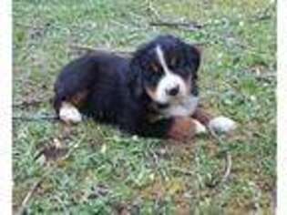 Bernese Mountain Dog Puppy for sale in Glendale, OR, USA