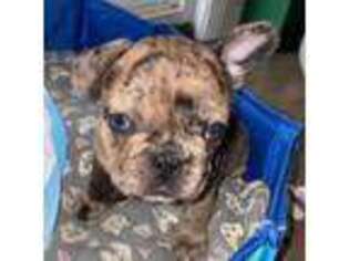 French Bulldog Puppy for sale in Sun Valley, CA, USA