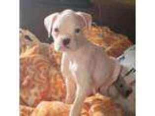 Boxer Puppy for sale in Loveland, OH, USA