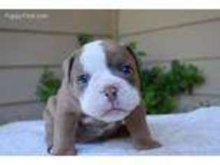 Olde English Bulldogge Puppy for sale in Cave Junction, OR, USA