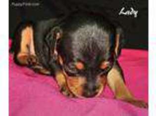 Miniature Pinscher Puppy for sale in Columbia, MO, USA