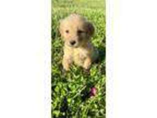 Golden Retriever Puppy for sale in Palatine, IL, USA