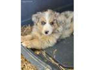 Australian Shepherd Puppy for sale in Calera, AL, USA