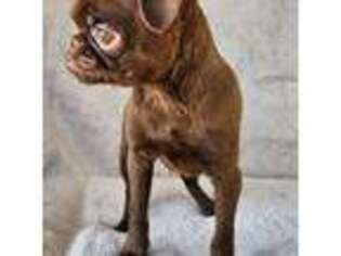 Brussels Griffon Puppy for sale in La Crosse, WI, USA