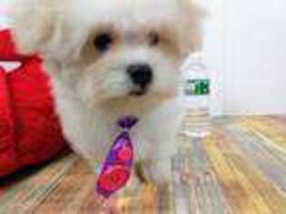 Maltese Puppy for sale in Ansonia, CT, USA