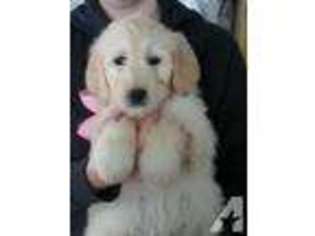 Goldendoodle Puppy for sale in BYRON CENTER, MI, USA