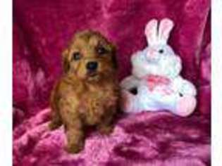 Cavapoo Puppy for sale in Llansamlet, West Glamorgan (Wales), United Kingdom