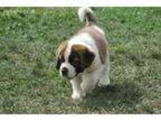 Saint Bernard Puppy for sale in Chambersburg, PA, USA