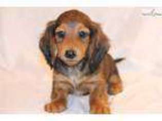 Dachshund Puppy for sale in Fort Worth, TX, USA