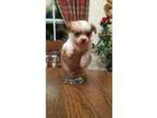 Tibetan Spaniel Puppy for sale in Rutledge, TN, USA