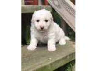 Bichon Frise Puppy for sale in Alma, GA, USA