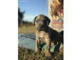Great Dane Puppy for sale in Dade City, FL, USA