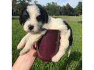 Beagle Puppy for sale in Bridge City, TX, USA