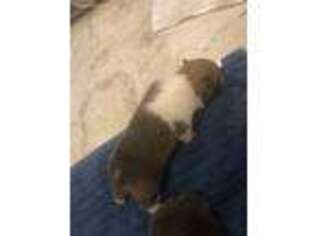 Pembroke Welsh Corgi Puppy for sale in Taylor, TX, USA