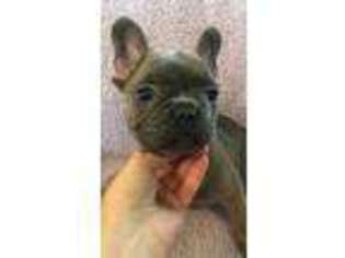 French Bulldog Puppy for sale in Clay, KY, USA