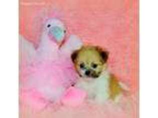 Shih-Poo Puppy for sale in San Bernardino, CA, USA