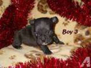 French Bulldog Puppy for sale in MINDENMINES, MO, USA