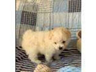 Bolognese Puppy for sale in Unknown, , USA