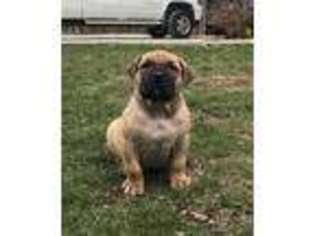 Boerboel Puppy for sale in Wabash, IN, USA