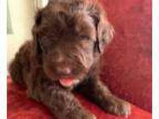 Mutt Puppy for sale in Lakeview, OR, USA