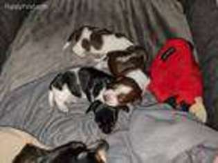Dachshund Puppy for sale in Lincolnton, NC, USA