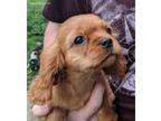 Cavalier King Charles Spaniel Puppy for sale in Canaseraga, NY, USA