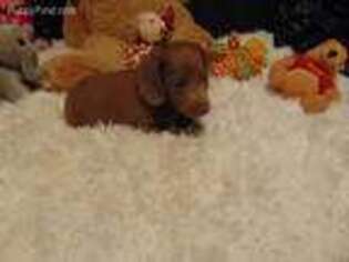 Dachshund Puppy for sale in Jefferson City, MO, USA