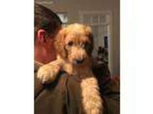 Goldendoodle Puppy for sale in Niceville, FL, USA